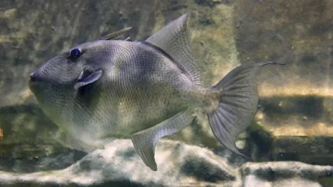 Grey triggerfish (Balistes capriscus) Stock Footage 231076329
