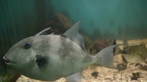 Grey triggerfish (Balistes capriscus), a medium-sized marine fish Stock Footage 326452064