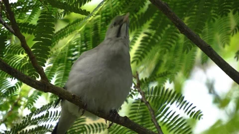 A grey tropical bird calling Stock Footage 268742578