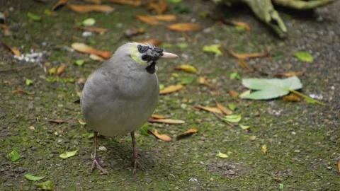 A grey tropical bird calling Stock Footage 268742750