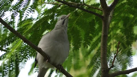 A grey tropical bird  calling Stock Footage 268756279