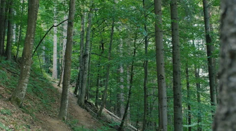 The grey trunks of trees on a background of green leaves. Stock Footage 59098792