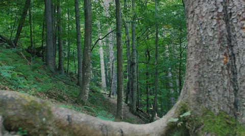The grey trunks of trees on a background of green leaves. Stock Footage 59099057