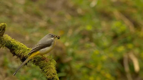 Grey Wagtail 27 16 5 Motacilla cinerea with food for young Video stock 120216079