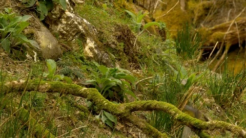 Grey Wagtail 29 16 5 Motacilla cinerea hunting for flies by stream Stock Footage 120216165