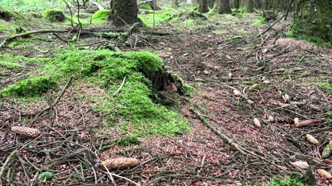 Grey wagtail bird lying dead on the conifer forest floor. Vídeos de archivo 345396471