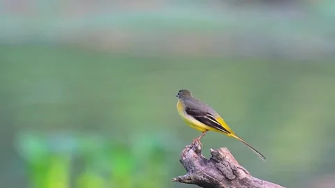 Grey Wagtail Bird Perched on Tree Branch with Green Bokeh Background Stock Footage 330832443