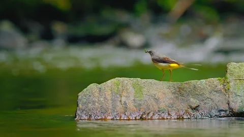 Grey wagtail bird perching on mossy river rock holding small insect in beak Stock Footage 343696361