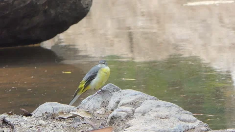 Grey Wagtail bird perching on rock in tropical rainforest. 库存影片 333319146