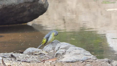 Grey Wagtail bird perching on rock in wetland. Stock Footage 339458244