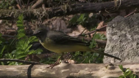 Grey wagtail on a branch on the ground Stock Footage 263208965