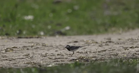 Grey Wagtail close up, 4K slomo Stock Footage 306072031