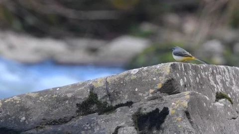 Grey wagtail displaying short flight behaviour Stock Footage 121676370