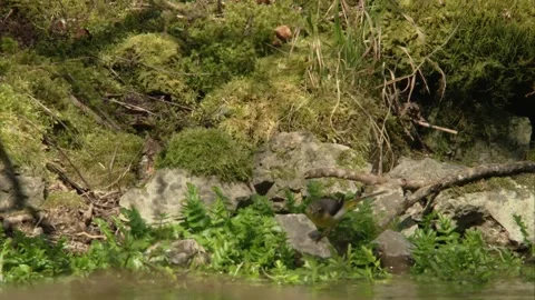 Grey wagtail is drinking at the river Stock Footage 252574534