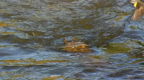 Grey wagtail flying in slow motion - Motacilla cinerea Video stock 49960459