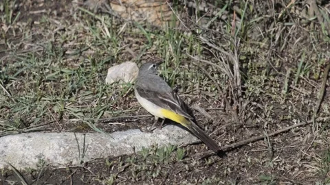 Grey wagtail. Video stock 303099215