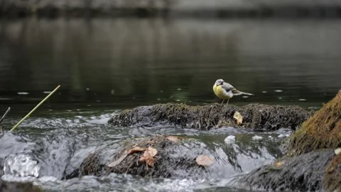 Grey Wagtail, Looking Around on Fast Flowing Water Stream, Bird Portrait Stock Footage 208038765