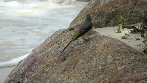 Grey Wagtail Malaysia Video stock 176641507
