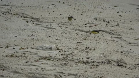 Grey Wagtail Malaysia Video stock 185469153