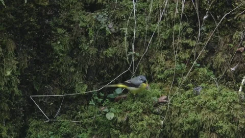 Grey wagtail on moss ground Stock Footage 252574532