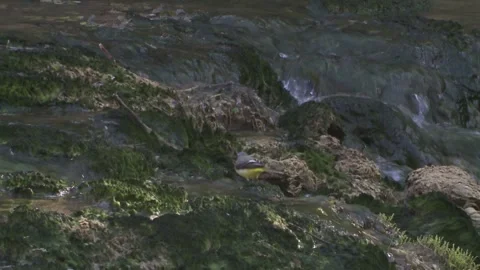 Grey wagtail near by the river in spring Stock Footage 263208918