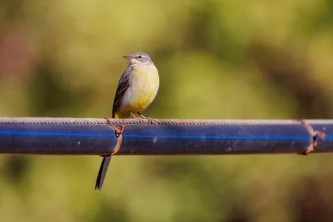Grey Wagtail perched on a pipe in Morocco Stock Photos