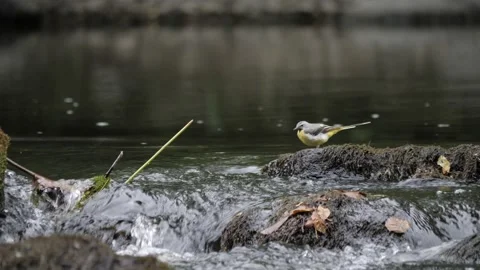 Grey Wagtail Perching on a Rock in Fast Flowing River, Birdwatching, Low angle Stock Footage 210786416