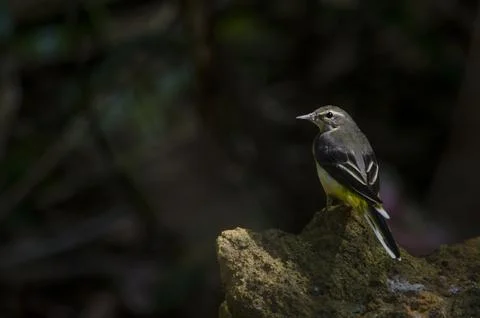 Grey wagtail Foto stock