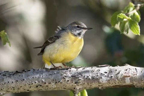 Grey Wagtail resting on branch Stock Photos