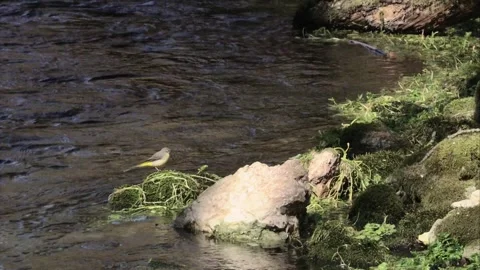 Grey wagtail by the river Stock Footage 252574501