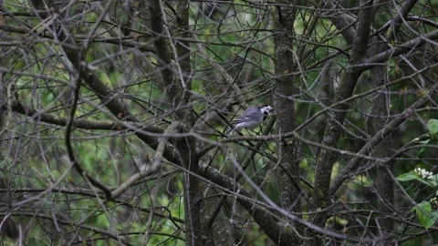 Grey wagtail sits on bare branches of bush Stock Footage 308358201
