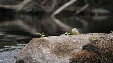 Grey Wagtail Sitting On Rock Looking Around in Fast Flowing River Stream Vídeos de archivo 208834931