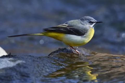 Grey wagtail in spring Stock Photos
