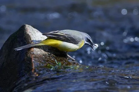 Grey wagtail in spring Stock Photos