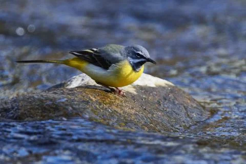 Grey wagtail in spring Stock Photos