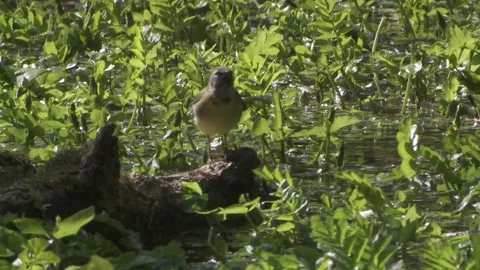 Grey wagtail on the stream bank in spring Stock Footage 263208953