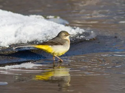 Grey wagtail on the winter ice-stream. Foto stock