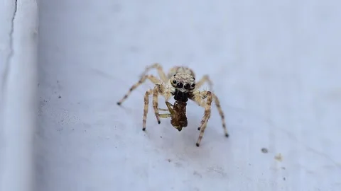 Grey wall jumping spider feeding on prey in detailed macro wildlife closeup Video stock 336431649