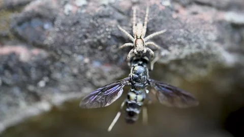 Grey Wall Jumping Spider Feeding Behavior On Bee Captured Outdoors 스톡 동영상 336954344