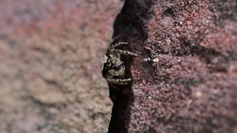 Grey wall jumping spider hiding inside brick crevice while carrying captured Video stock 336431733