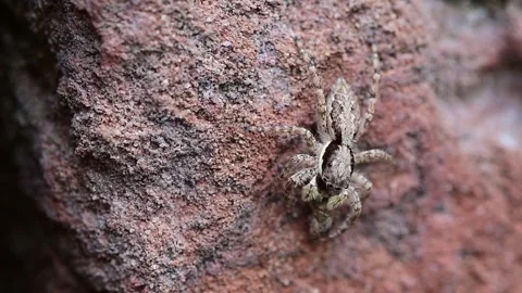Grey wall jumping spider holding captured prey on textured wall in macro closeup Video stock 336431588