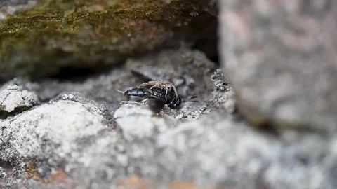 Grey Wall Jumping Spider Hunting Large Bee In Macro Wildlife Scene 스톡 동영상 336954673
