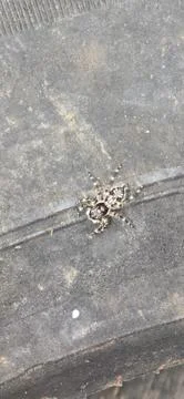 Grey wall jumping spider, Menemerus bivittatus, macro video shot of spider .. Stock Photos