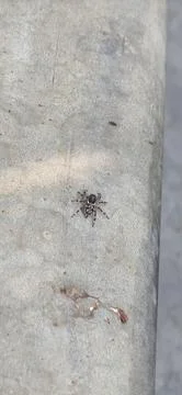 Grey wall jumping spider, Menemerus bivittatus, macro video shot of spider .. Stock Photos