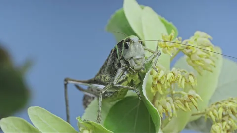 Grey wart-biter insect on fresh green linden foliage Stock Footage 340056827