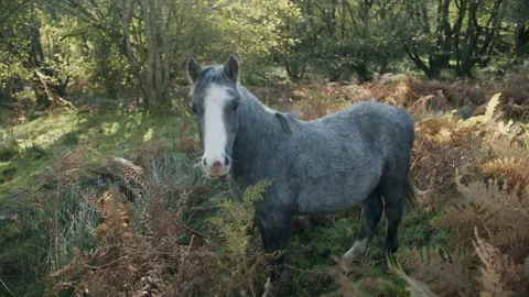 Grey Welsh Pony Stock Footage 203903547