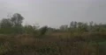 Grey wet raining season with bushes and trees stock footage 4k or 4k+ Resolution