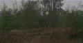 Grey wet raining season landscape with bushes and trees stock footage 4k or 4k+ Resolution