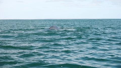 Grey Whale Diving Showing Fluke in Slow Motion in Magdalena Bay, Baja Stock Footage 129861901