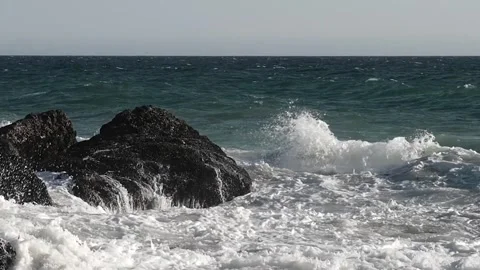 Grey whale Vídeo Stock 284681489